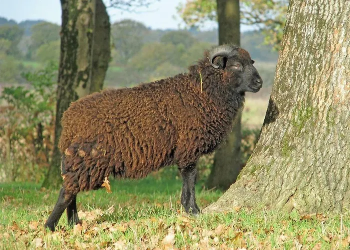 Bed & Breakfast La Balade Des Marais Saint-Molf